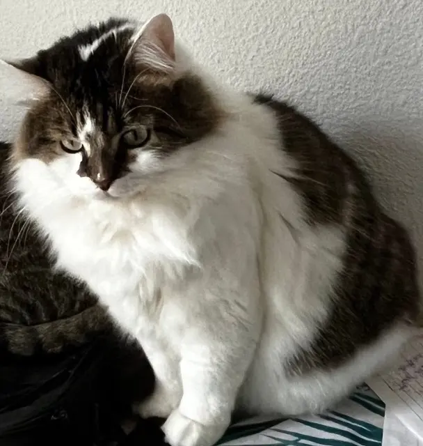 chat lost   33700 Mérignac Moon