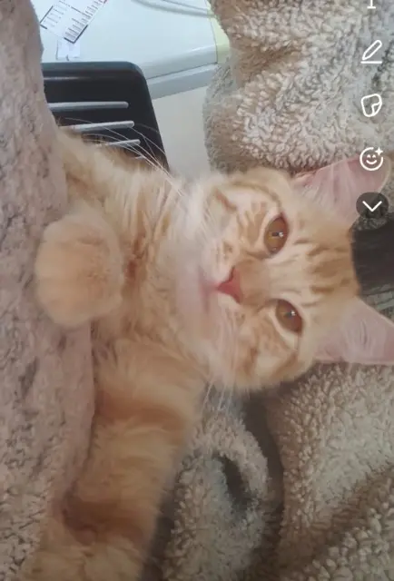 chat lost   33700 Mérignac Mouffy