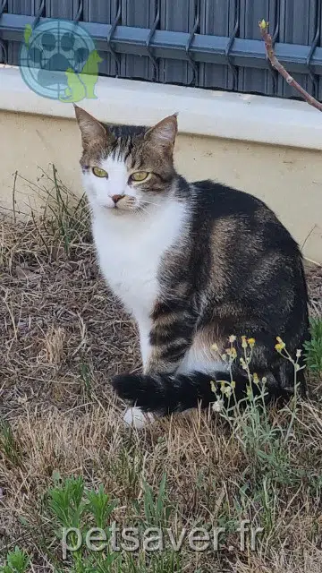 chat lost 33500 Les Billaux Mozart