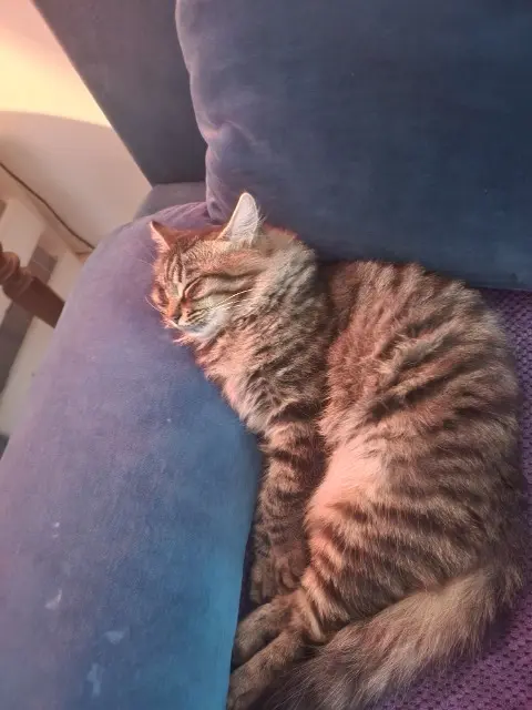 chat lost   33420 Saint-Jean-de-Blaignac Mrhys