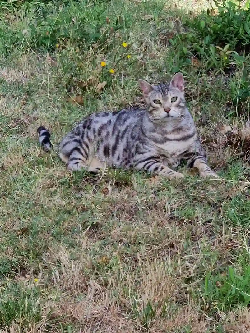 Chat Perdu 33 Gironde - Mulder