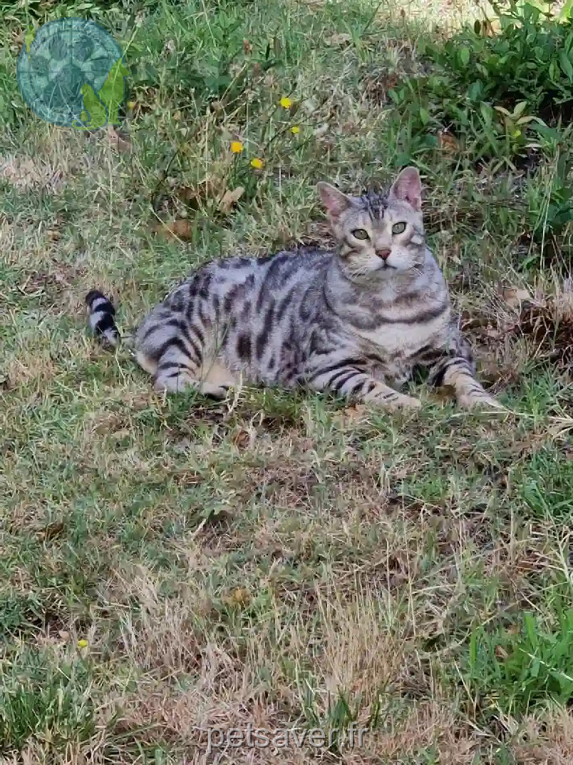 Chat Perdu 33 Gironde - Mulder Chat Perdu 33 Gironde - Mulder