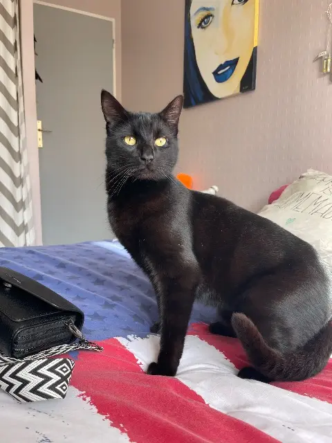 chat lost   33650 Saint-Médard-d'Eyrans Muphin
