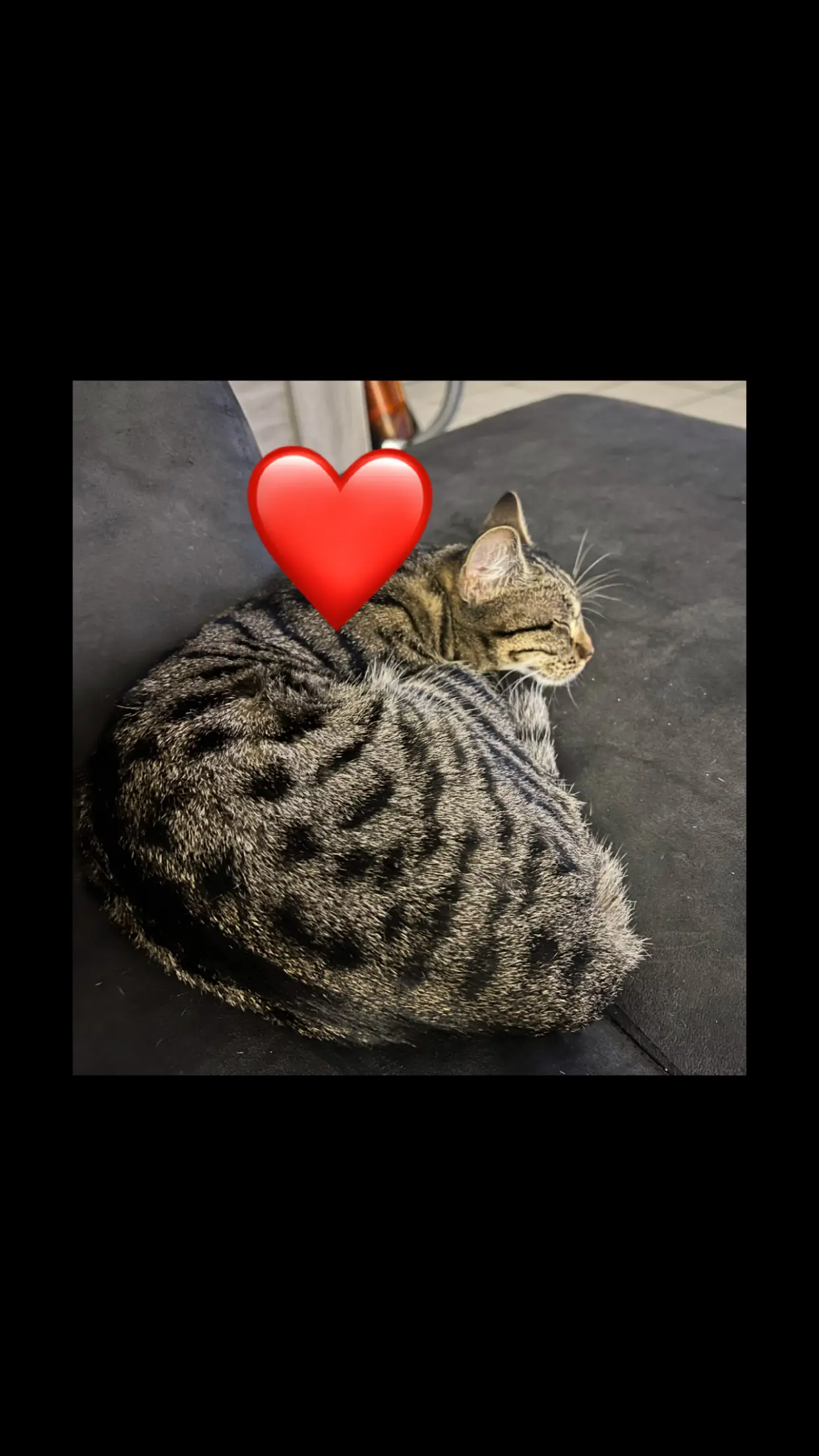 Chat Perdu 33 Gironde - Nao Chat Perdu 33 Gironde - Nao