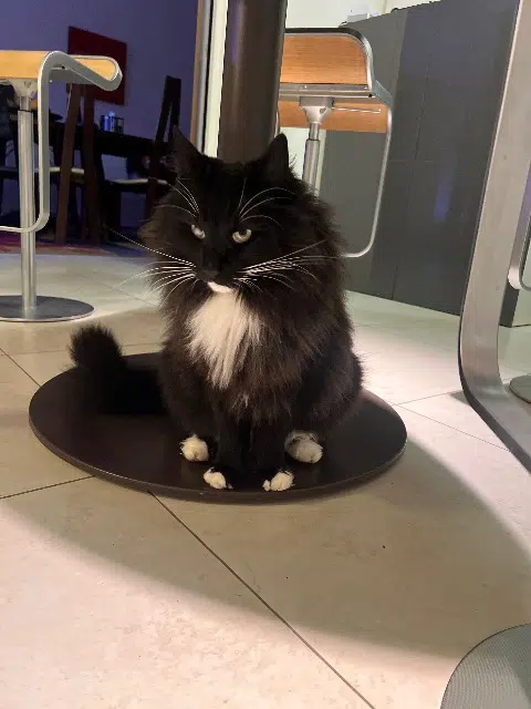 chat lost   33470 Gujan-Mestras Nelson