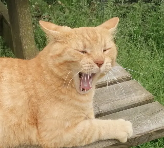 chat lost   33520 Bruges NOE