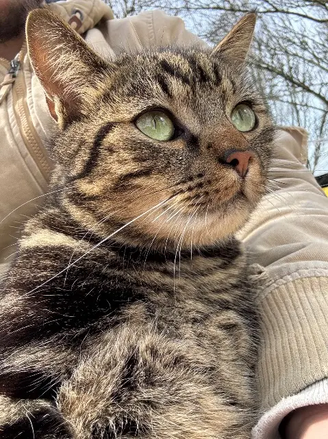 chat lost   33390 Campugnan Nova