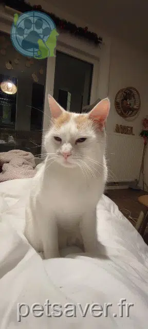 chat lost   33140 Villenave-d'Ornon Nuage