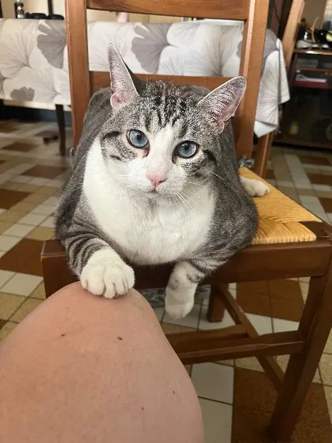 chat lost   33240 Lugon-et-l'Île-du-Carnay Nuts