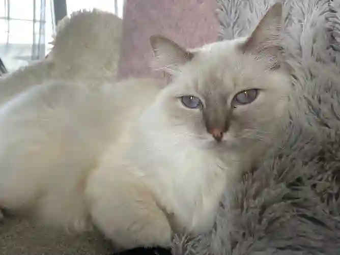 Chat Perdu 33 Gironde - Oggy Chat Perdu 33 Gironde - Oggy