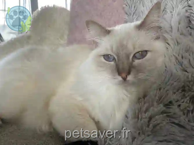 Chat Perdu 33 Gironde - Oggy Chat Perdu 33 Gironde - Oggy