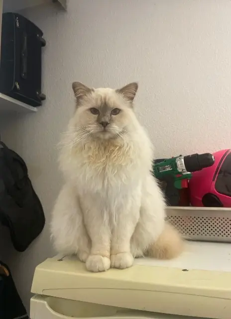 chat lost   33700 Mérignac Olaf