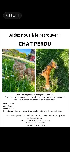 kater vermist 33130 Bègles Oliver kater lost 33130 Bègles Oliver