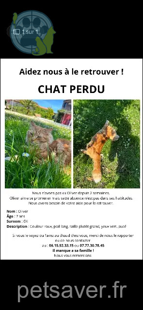 Kater vermisst 33130 Bègles Oliver Kater lost 33130 Bègles Oliver