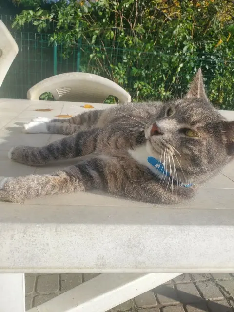 chat lost   33610 Canéjan Omalley