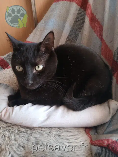 chat lost   33590 Talais Onix