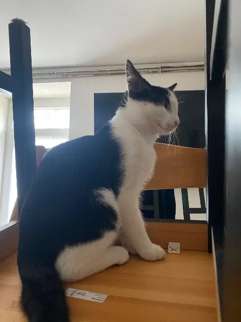 chat lost   33420 Daignac Oreo