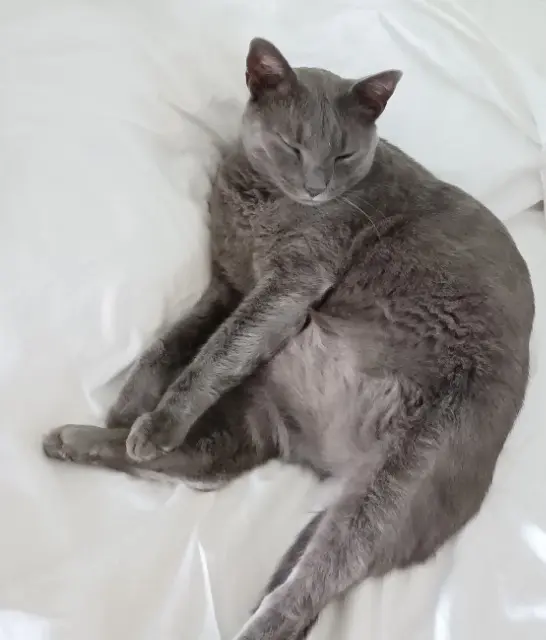 chat lost   33500 Libourne Orion