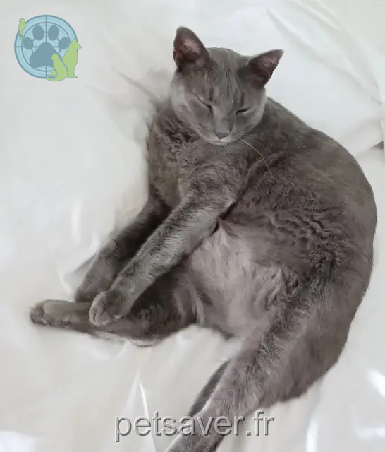 Kater vermisst 33500 Libourne Orion Kater lost 33500 Libourne Orion