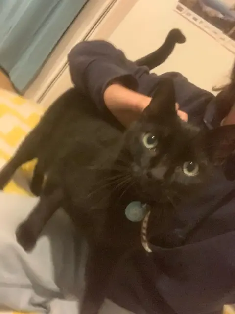 chat lost   33110 Le Bouscat Oréo