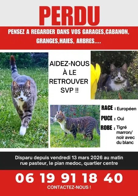 chat lost   33290 Le Pian-Médoc Osaka