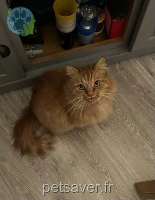 chat lost   33140 Villenave-d'Ornon Osiris