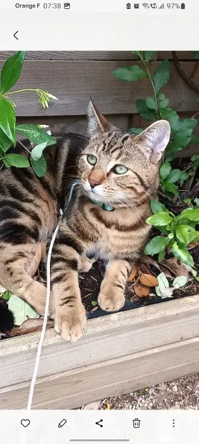 chat lost   33350 Pujols Owen