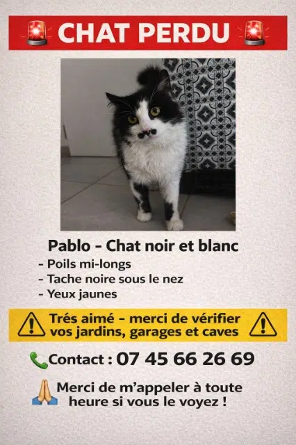 chat lost   33160 Saint-Médard-en-Jalles Pablo
