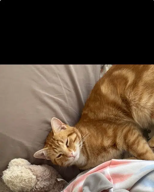 chat lost   33113 Saint-Symphorien Paddington