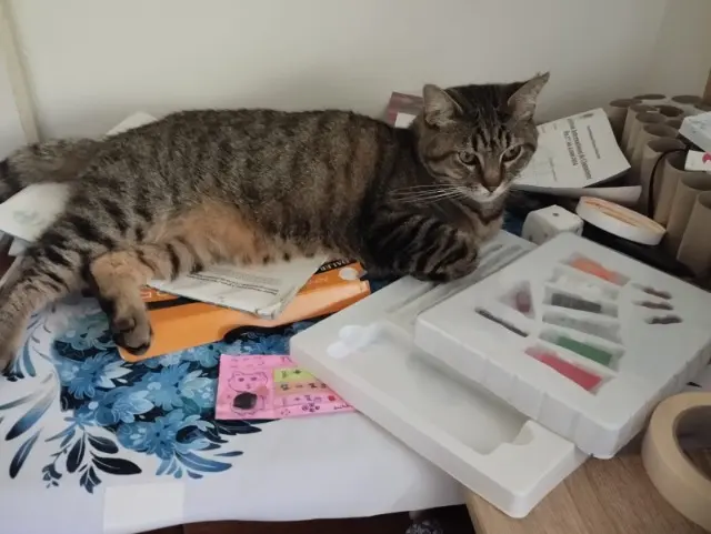 chat lost   33360 Cénac Panda