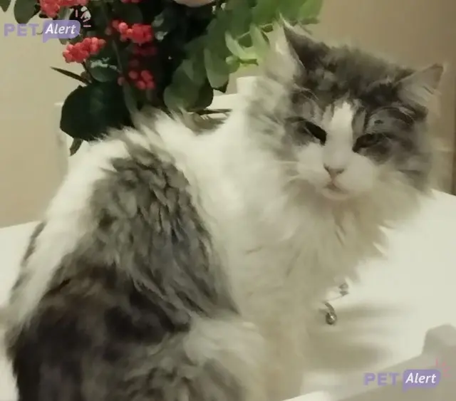 chat lost   33470 Gujan-Mestras panpan