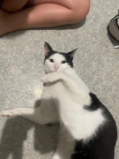 chat lost   33140 Villenave-d'Ornon Pantoufle