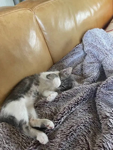 chat lost   33850 Léognan Paprikaqqqqq