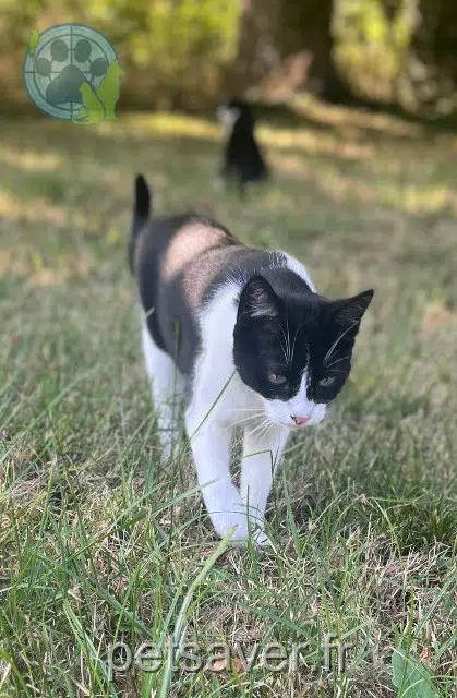 chat lost   33540 Blasimon Patch