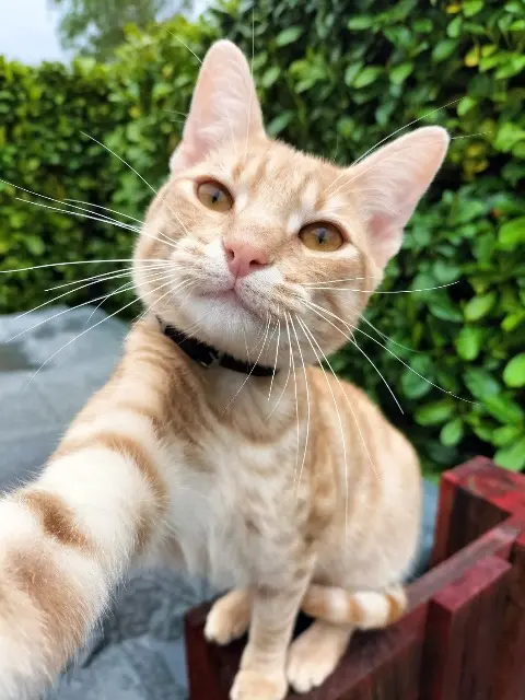 chat lost   33160 Saint-Médard-en-Jalles Pepino