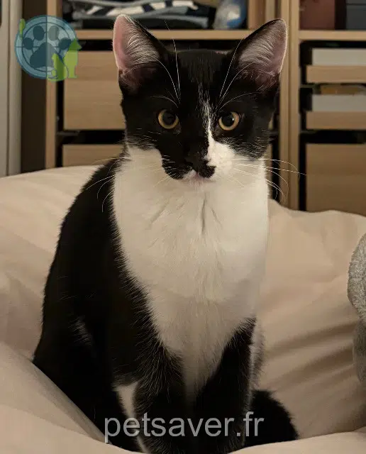 chat lost   33400 Talence Pepito