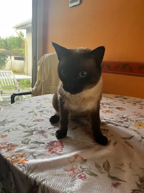 chat lost   33340 Saint-Germain-d'Esteuil Percy