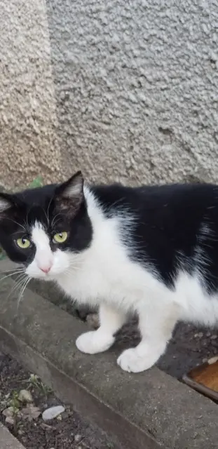 chat lost   33600 Pessac Petit Bouchon