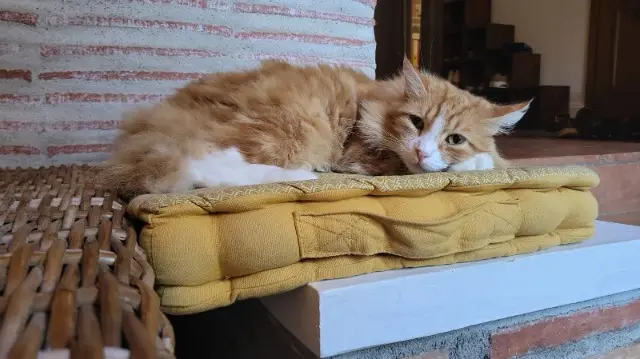 chat lost   33570 Petit-Palais-et-Cornemps Milquì