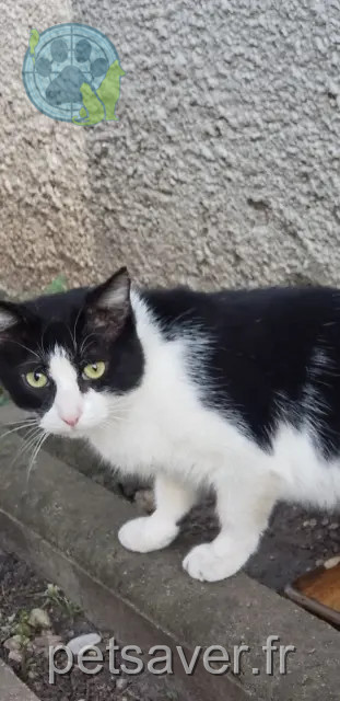 chat perdu 33600 Pessac Petit Bouchon chat lost 33600 Pessac Petit Bouchon