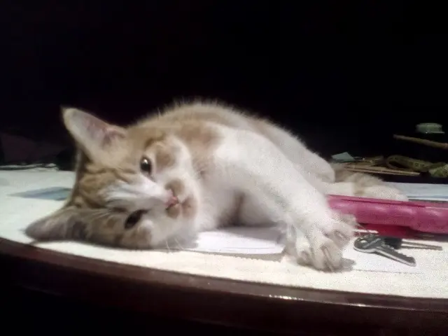 chat lost   33480 Castelnau-de-Médoc Petitroux