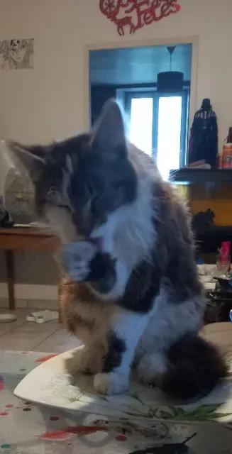 cat lost 33890 Juillac Ping cat lost 33890 Juillac Ping