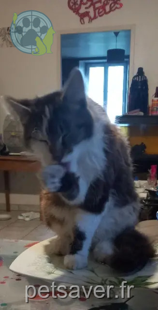 kater vermist 33890 Juillac Ping kater lost 33890 Juillac Ping