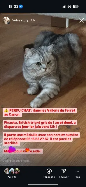 kater vermist Lège-Cap-Ferret Pinzutu kater lost Lège-Cap-Ferret Pinzutu