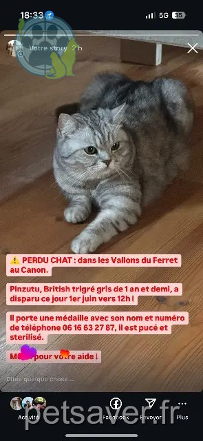 Kater vermisst Lège-Cap-Ferret Pinzutu Kater lost Lège-Cap-Ferret Pinzutu