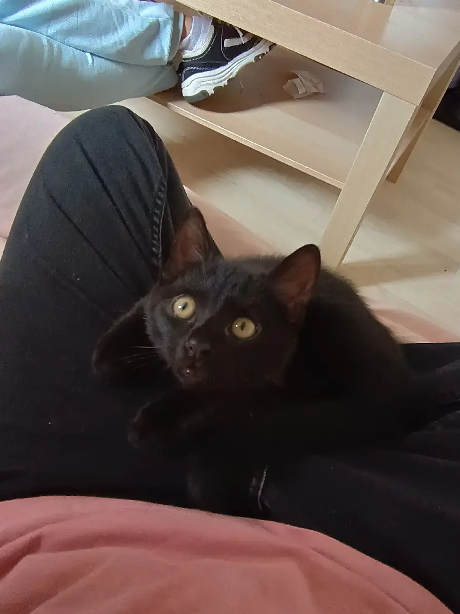 gato perdido Chemin de Lapouyade 33240 Saint-André-de-Cubzac Pito gato lost Chemin de Lapouyade 33240 Saint-André-de-Cubzac Pito
