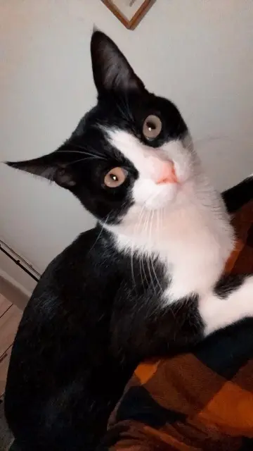 chat lost   33700 Mérignac Ponyo