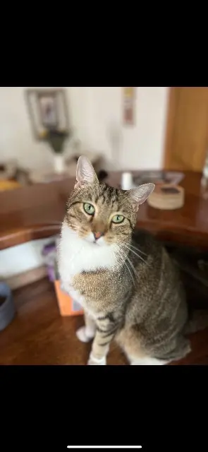 chat lost   33190 Bassanne Popeye