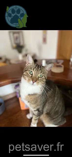 cat lost 33190 Bassanne Popeye cat lost 33190 Bassanne Popeye