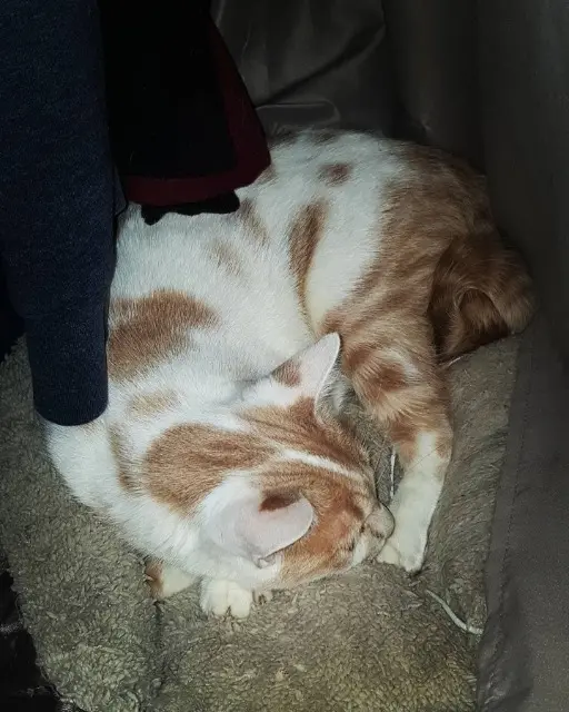 chat lost   33600 Pessac Prince